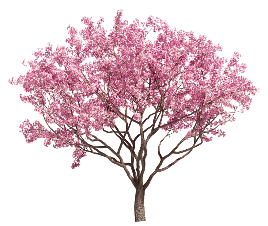 cherry_blossom